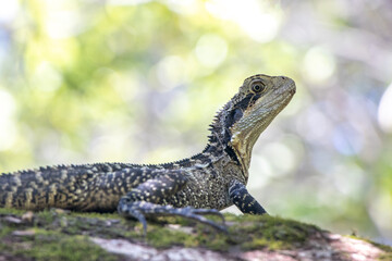 Water Dragon