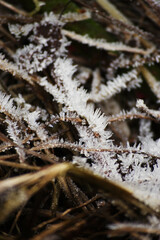 Frost on twigs