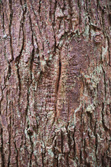 Fototapeta premium tree bark texture