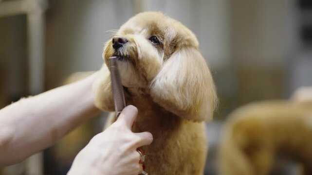 Dog grooming tips for caring for your pets coat and hygiene needs