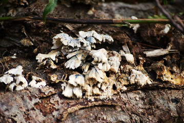 Turkey-tail (Trametes versicolor)