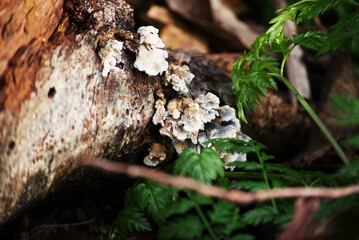 Turkey-tail (Trametes versicolor)