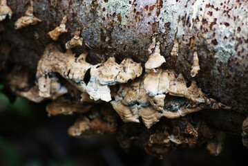 Turkey-tail (Trametes versicolor)