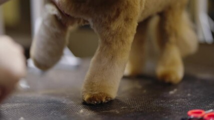 Grooming tips for pet owners focused on dog paw care and hygiene