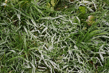 Frost on grass