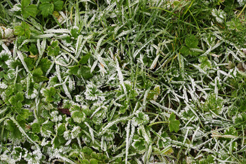 Frost on grass