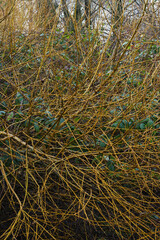 the red osier or red-osier dogwood (Cornus sericea)