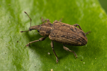 macro of weevil on a leaf