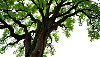 A large tree with green leaves in a park surrounded by nature and grass, with branches reaching up towards the sky on a sunny day