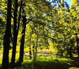 Fototapeta premium autumn in the forest