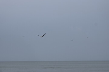 Ocean front with a sandbar and a fishing pier at Jacksonville Beach, Florida. 
