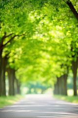 Obraz premium Lush green trees line serene pathway, creating tranquil atmosphere