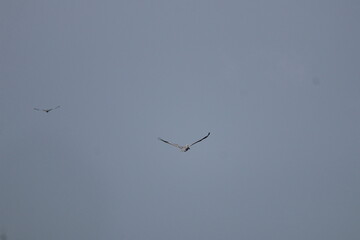 Ocean front with a sandbar and a fishing pier at Jacksonville Beach, Florida. 