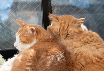 窓辺でくつろぐ可愛い二匹の猫