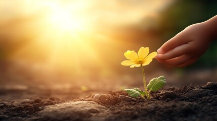 Child's Hand Gently Touching a Blooming Yellow Flower