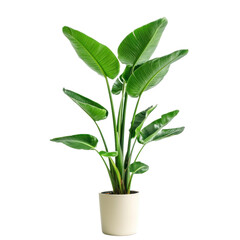 A potted plant with large green leaves, standing against a transparency background