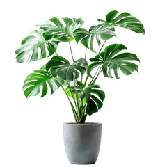 A potted plant with large green leaves, standing against a transparency background
