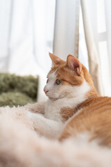 窓辺でくつろぐ可愛い猫　茶トラ白