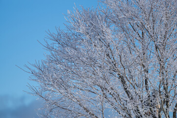 美しい霧氷の木々と青空