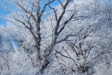 美しい霧氷の木々と青空