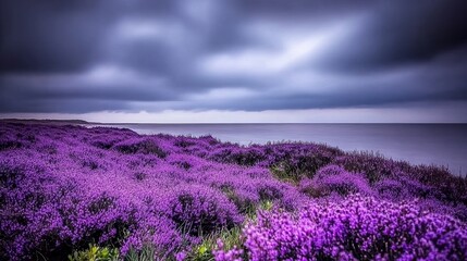 Fototapeta premium Coastal Heather Bloom Under Dramatic Sky