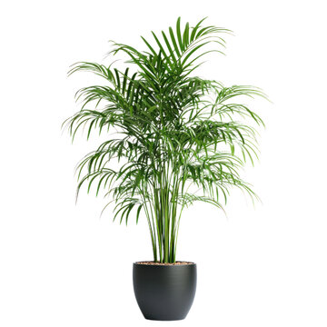 Fototapeta A tall indoor plant in a large pot, isolated on a transparency background