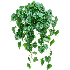 A heart-leaf Philodendron plant with cascading vines, isolated on a transparency background