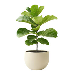 A young fiddle leaf fig plant in a modern planter, set against a transparency background