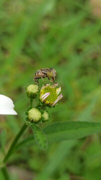 flies with beautiful colors that suck flower nectar