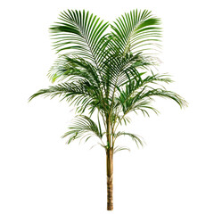 A tall Areca palm with feathery fronds, isolated on a transparency background