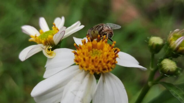 flies with beautiful colors that suck flower nectar