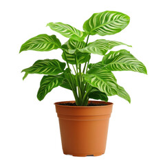 Obraz premium A potted prayer plant with its leaves in a prayer-like position, placed on a transparency background