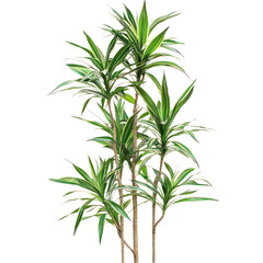 Fototapeta premium A tall Dracaena plant with thin, spiky leaves, isolated on a transparency background