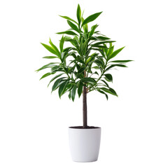 A Dracaena plant in a sleek pot, placed against a transparency background