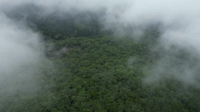 Vuelo aereo entre nubes sobre bosque frondoso con clima tropical nubes a trav&eacute;s de los arboles verdes al aire libre