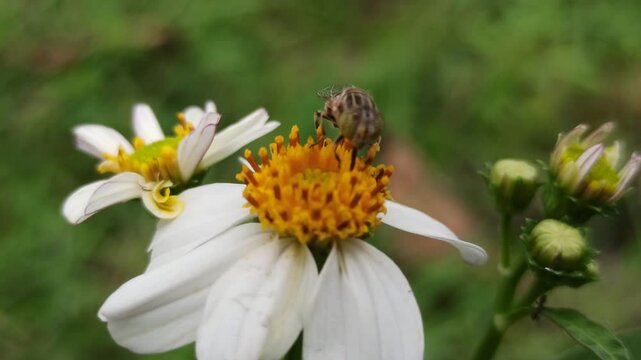 flies with beautiful colors that suck flower nectar