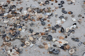 Jacksonville, Florida beach covered in sea shells background. 