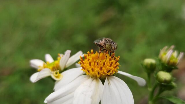 flies with beautiful colors that suck flower nectar