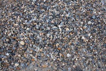 Jacksonville, Florida beach covered in sea shells background. 