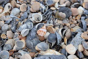 Jacksonville, Florida beach covered in sea shells background. 
