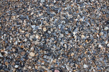 Jacksonville, Florida beach covered in sea shells background. 