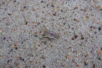 Jacksonville, Florida beach covered in sea shells background. 