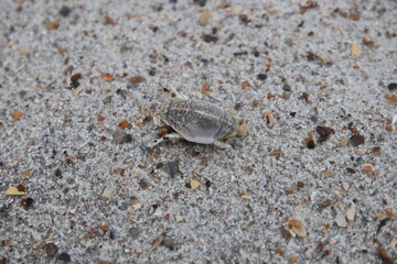 Jacksonville, Florida beach covered in sea shells background. 