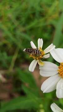 flies with beautiful colors that suck flower nectar