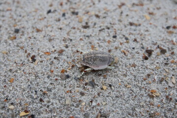 Jacksonville, Florida beach covered in sea shells background. 