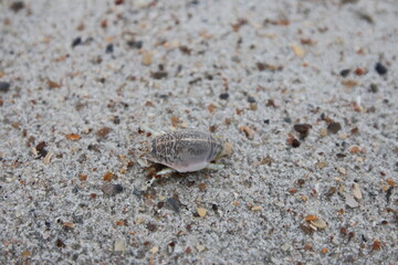 Jacksonville, Florida beach covered in sea shells background. 