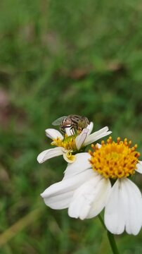 flies with beautiful colors that suck flower nectar