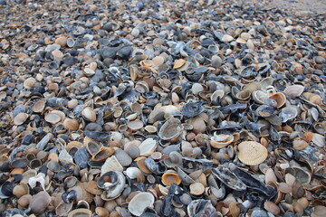 Jacksonville, Florida beach covered in sea shells background. 