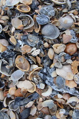 Jacksonville, Florida beach covered in sea shells background. 