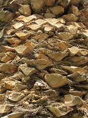 Palm tree trimmed surface